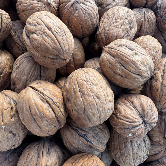 Californian Walnut in shell